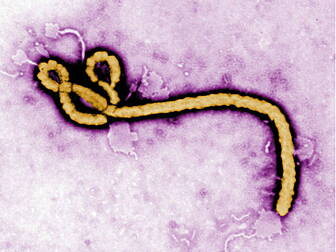 Ebola cases exceed 10,000